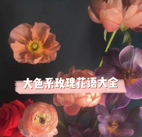 玫瑰花的花语有哪些含义？