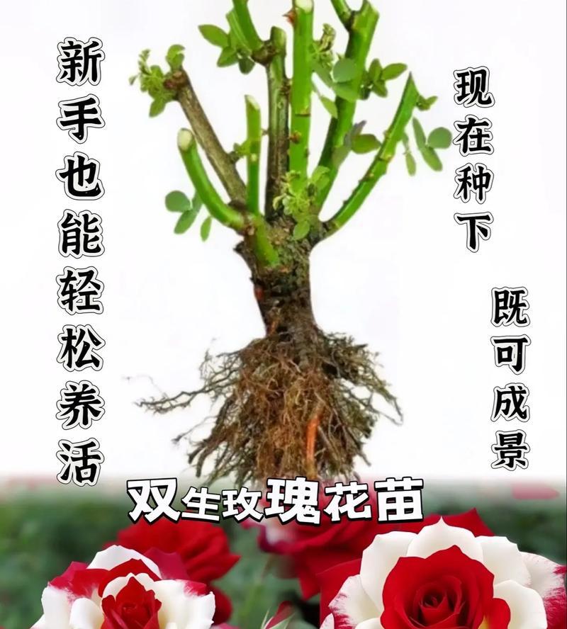 玫瑰花的花语有哪些含义？