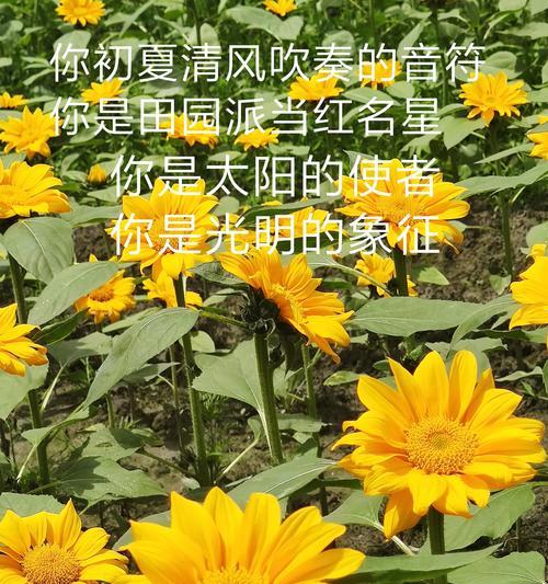 向日葵迎接出狱的人花语有何寓意？