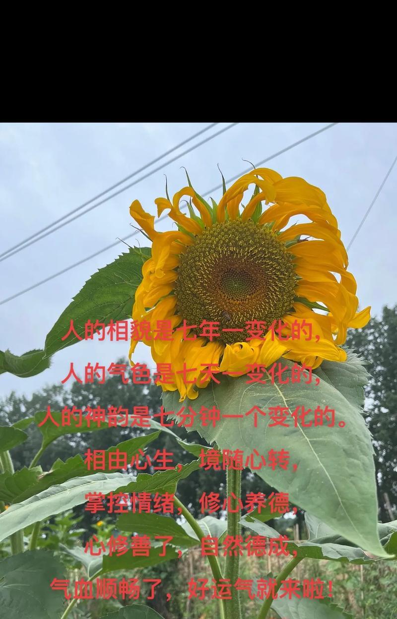 向日葵迎接出狱的人花语有何寓意？