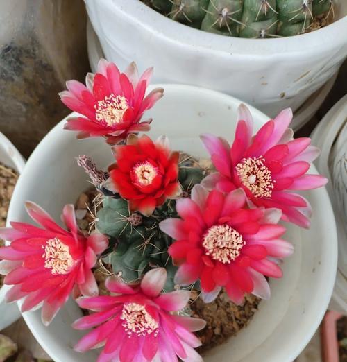 旗舰仙人球开花后该如何护理？开花期的管理要点是什么？