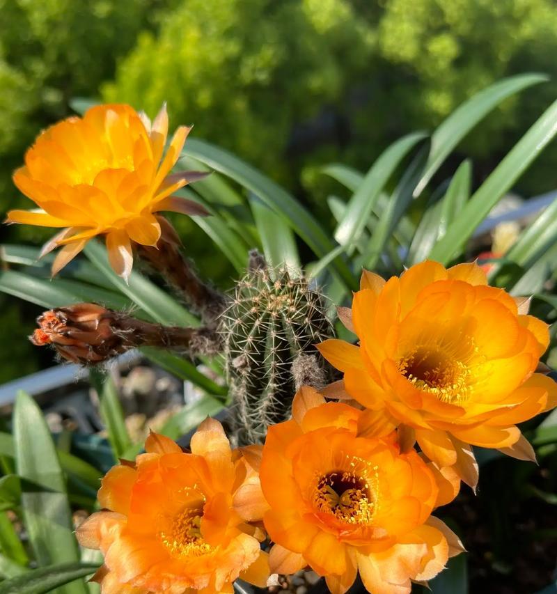 旗舰仙人球开花后该如何护理？开花期的管理要点是什么？