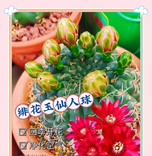 旗舰仙人球开花后该如何护理？开花期的管理要点是什么？