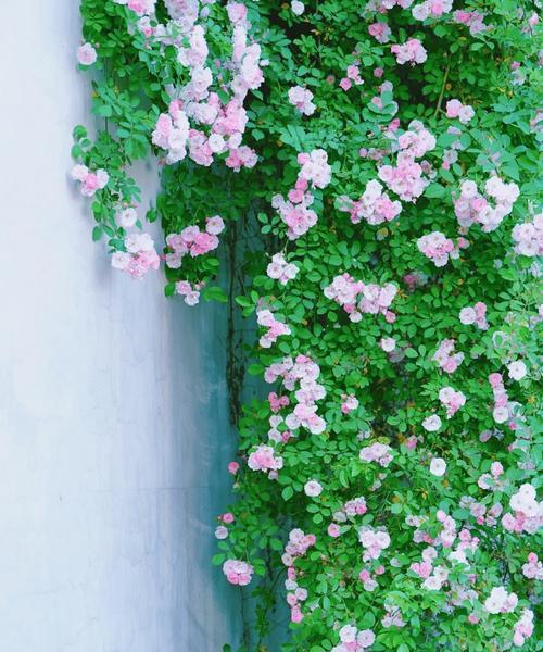浪漫的夏季花语是什么？夏季的花卉象征着什么？
