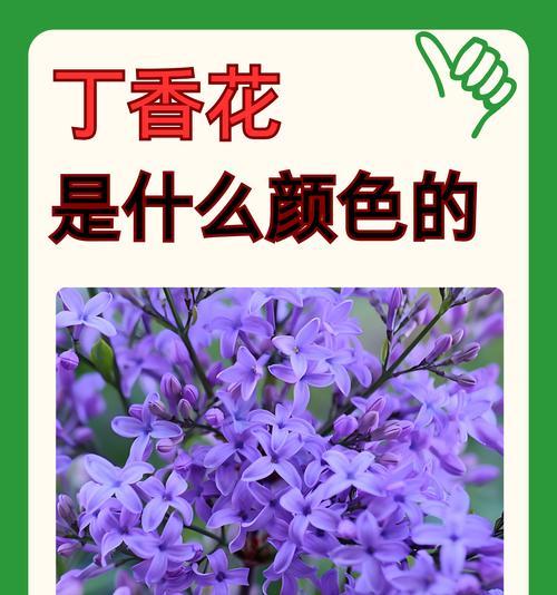 浪漫的夏季花语是什么？夏季的花卉象征着什么？