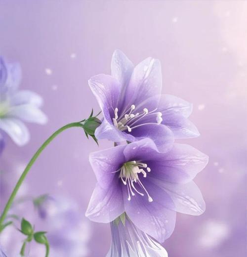 桔梗花表达的情感是什么？