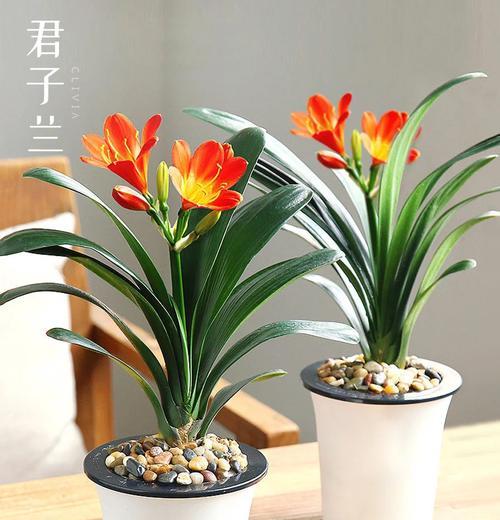 君子兰在浅色花盆中如何养护和管理？