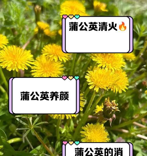 蒲公英的花语有哪些寓意？
