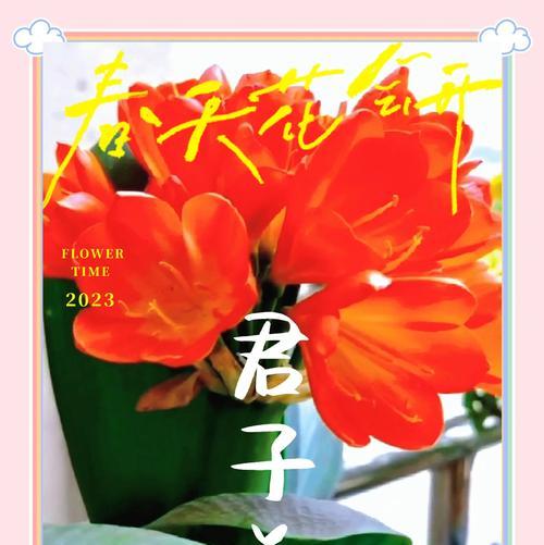 君子兰在浅色花盆中如何养护和管理？