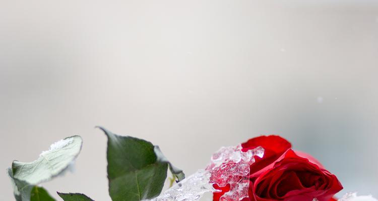 怎么冰封玫瑰花不会枯萎？冰封玫瑰花的正确方法是什么？