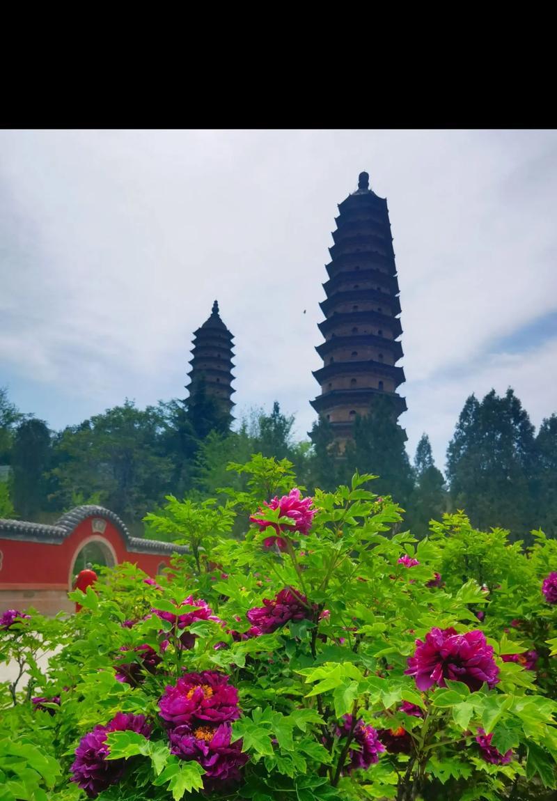 云南适合养牡丹花吗？如何在云南种植牡丹？
