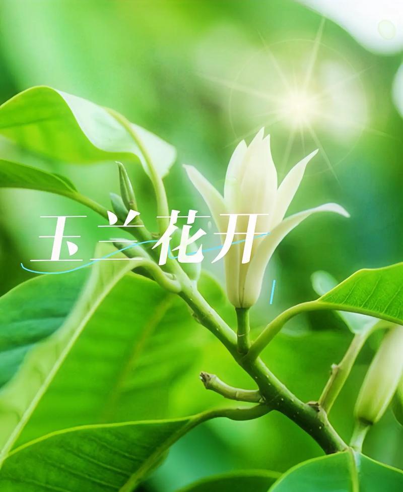 玉兰花的花语你知道吗？