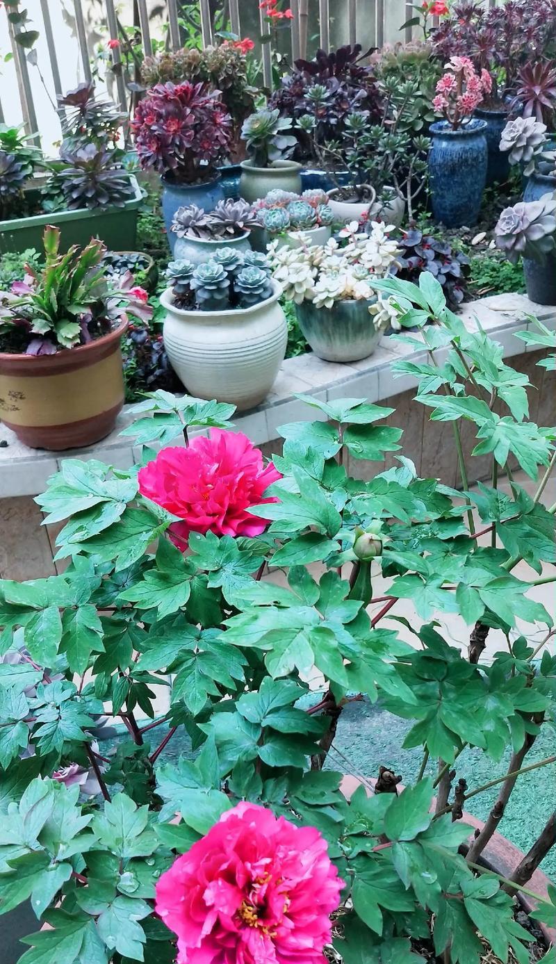 云南适合养牡丹花吗？如何在云南种植牡丹？