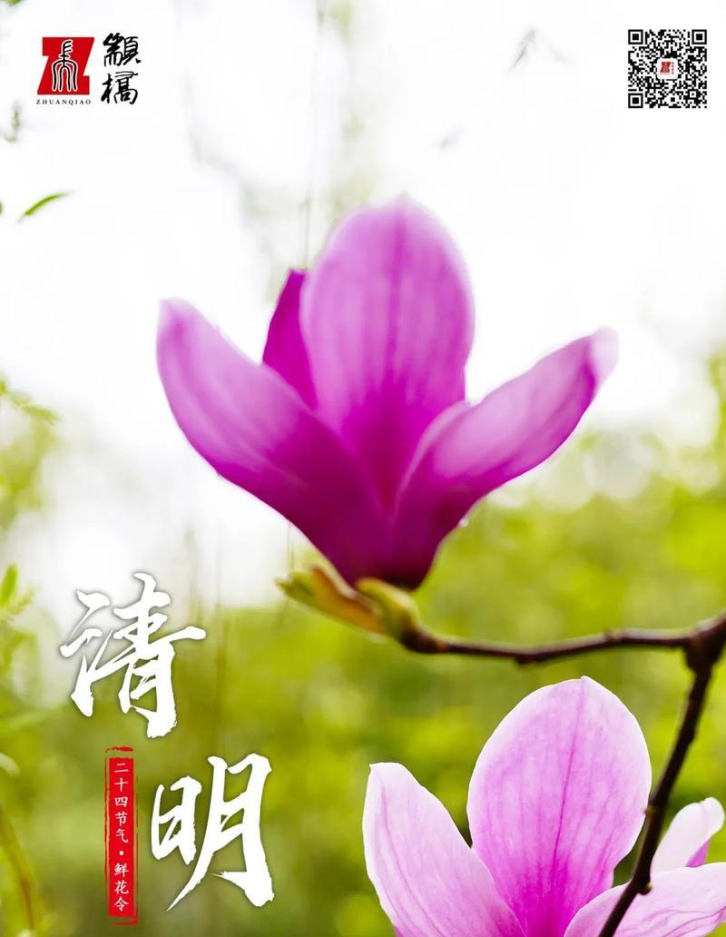 玉兰花的花语你知道吗？