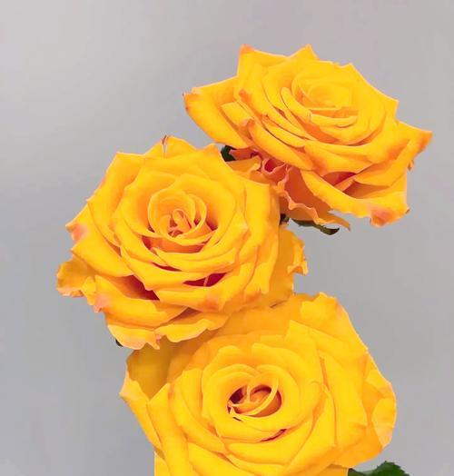 花语注目究竟意味着什么？