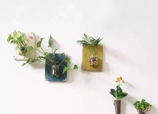 仙人球养护中出现枯萎怎么办？如何恢复其生机？