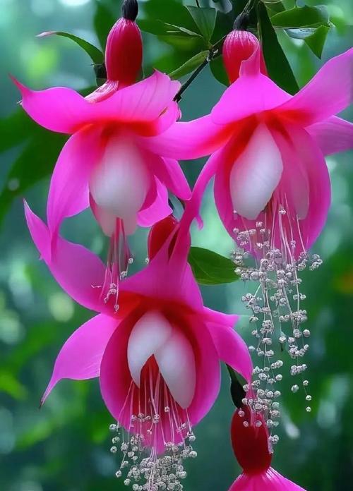 比翼花的花语是什么？比翼花在花语中代表什么？