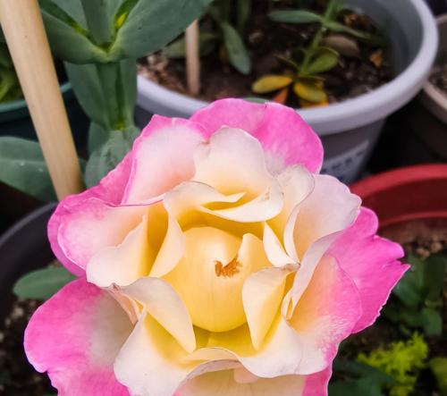 比翼花的花语是什么？比翼花在花语中代表什么？