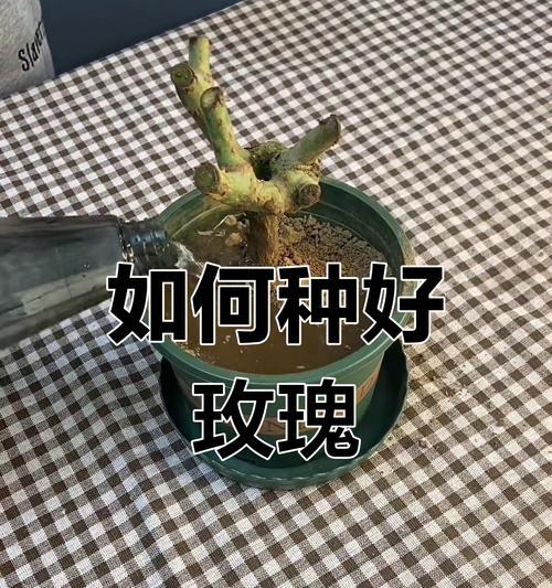 地下红玫瑰花的养殖方法是什么？如何确保其健康成长？