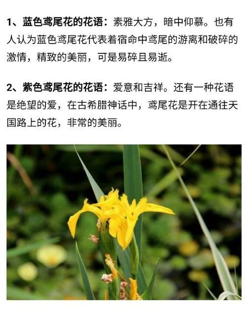 比翼花的花语是什么？比翼花在花语中代表什么？