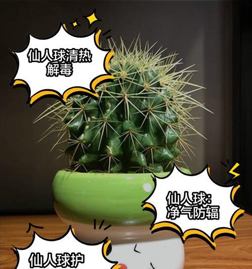丽花7号仙人球的养殖方法是什么？好不好养？