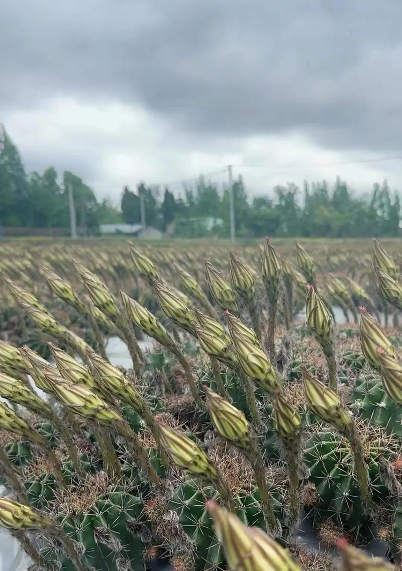 丽花7号仙人球的养殖方法是什么？好不好养？