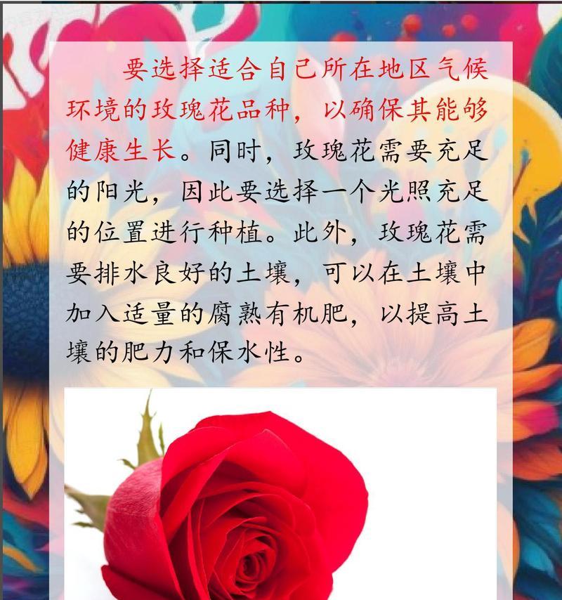 玫瑰花长芽多时如何正确养护？
