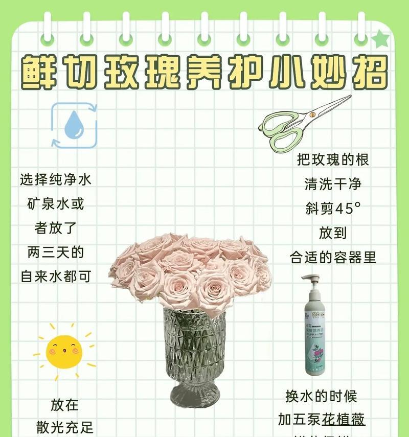 玫瑰花长芽多时如何正确养护？