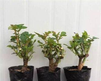 玫瑰花长芽多时如何正确养护？