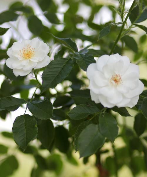 7月有哪些特别的花语？