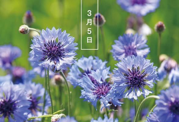 7月有哪些特别的花语？