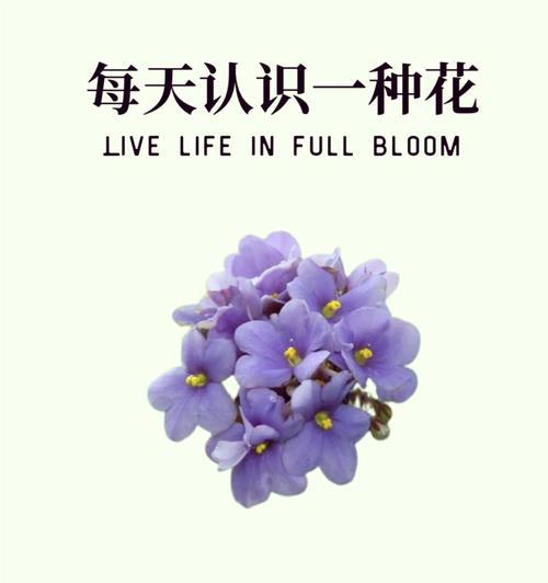 脆甜柿子的花语是什么？它通常象征着什么？