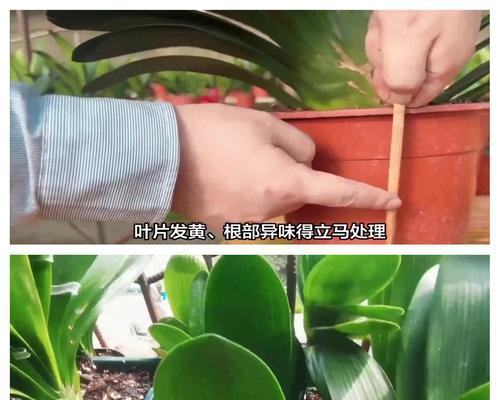 君子兰浇水的最佳时间是什么时候？如何判断浇水频率？