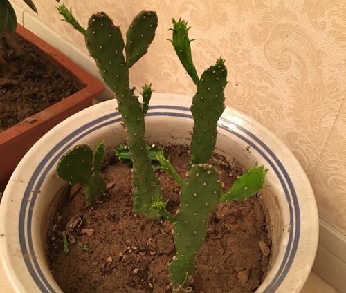 食用仙人掌怎么种植？需要注意哪些事项？