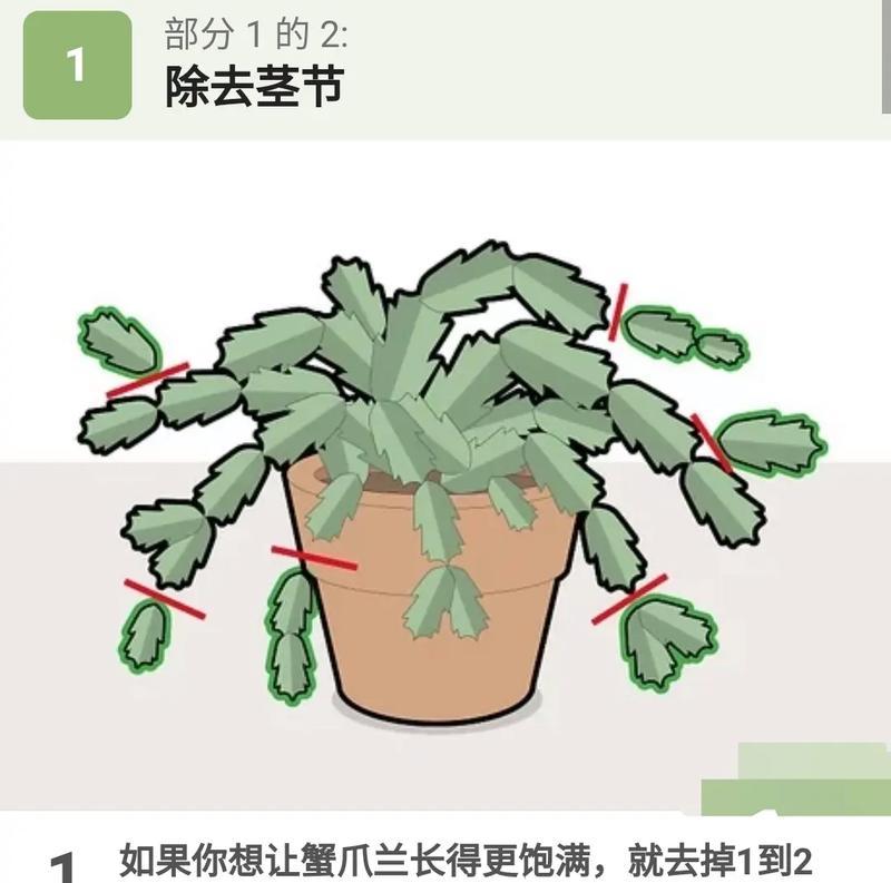 食用仙人掌怎么种植？需要注意哪些事项？