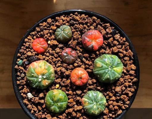 南瓜宝宝仙人球的养护难度如何？有哪些特别的养护技巧？
