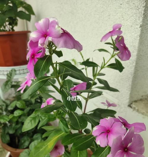 南瓜宝宝仙人球的养护难度如何？有哪些特别的养护技巧？