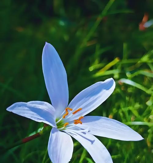 无法相见的花语是什么意思？无法相见时用什么花语表达？