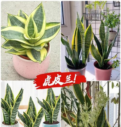 君子兰虎皮兰旺盛生长的秘诀是什么？