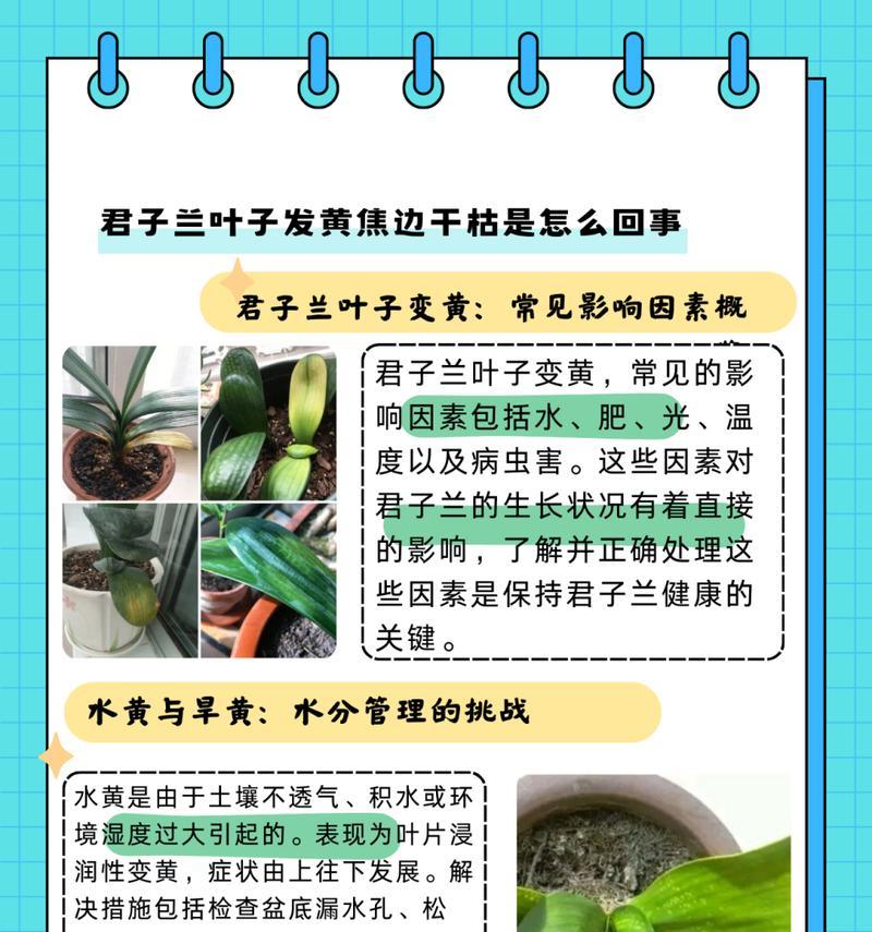 君子兰的上品品种有哪些？如何鉴别君子兰的品质？