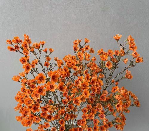 蜡梅的花语有哪些含义和寓意？它象征着什么？