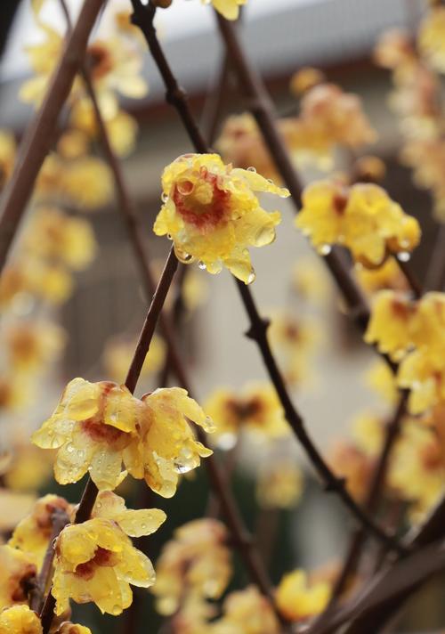 蜡梅的花语有哪些含义和寓意？它象征着什么？