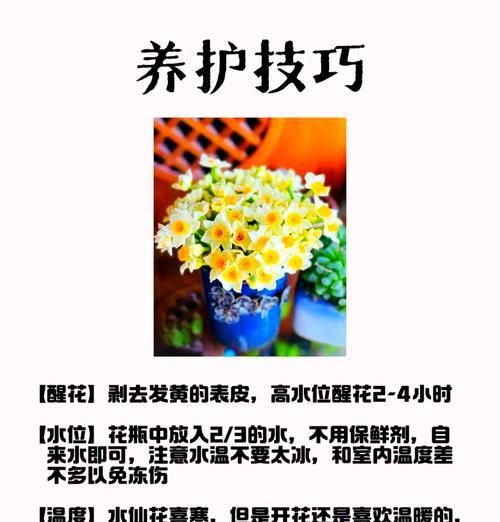 双重水仙的花语有哪些？它象征着什么？