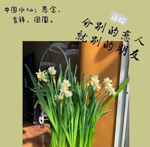 双重水仙的花语有哪些？它象征着什么？