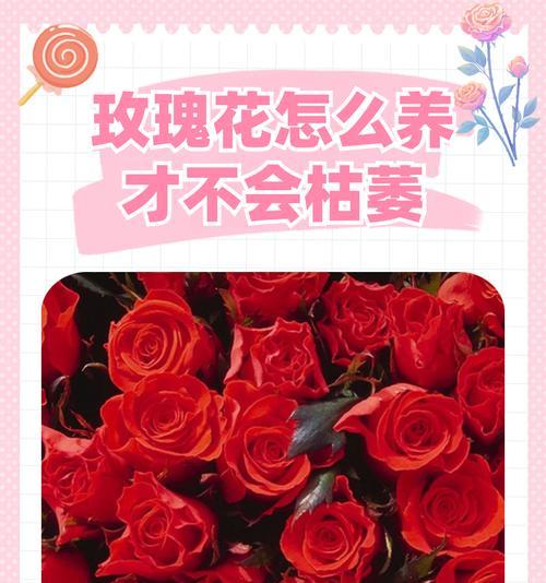 玫瑰花枯萎的原因是什么？如何预防和处理？