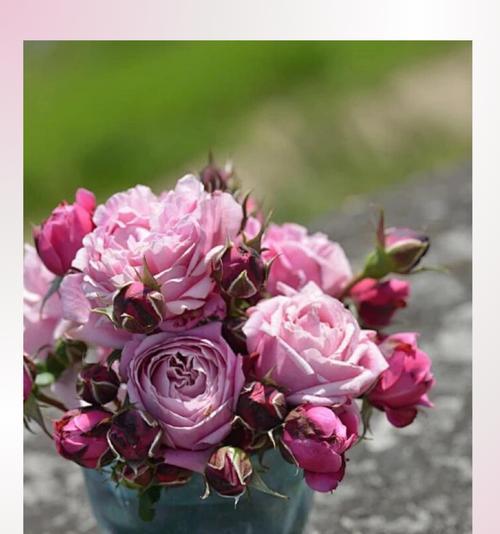 玫瑰花枯萎的原因是什么？如何预防和处理？