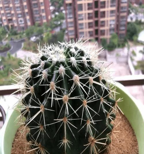 金虎仙人球的繁殖方法是什么？