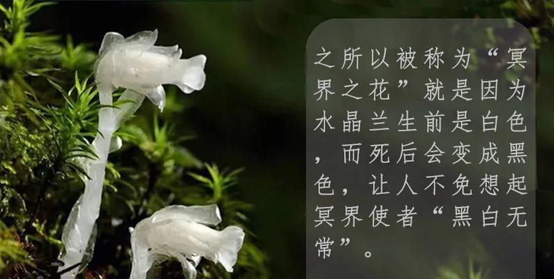 枯树枝在花语中代表什么？