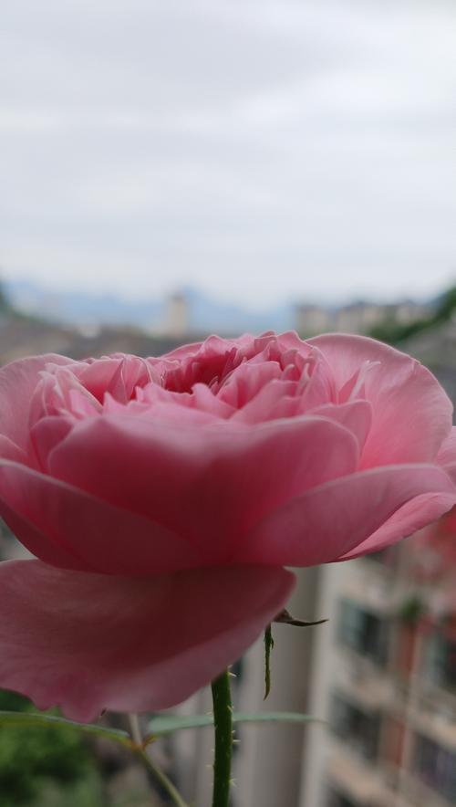 枯树枝在花语中代表什么？