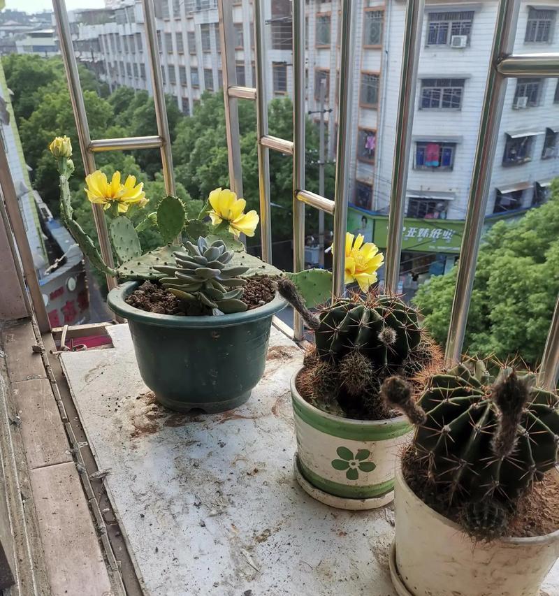 龙牙龟甲仙人球开花的秘诀是什么？